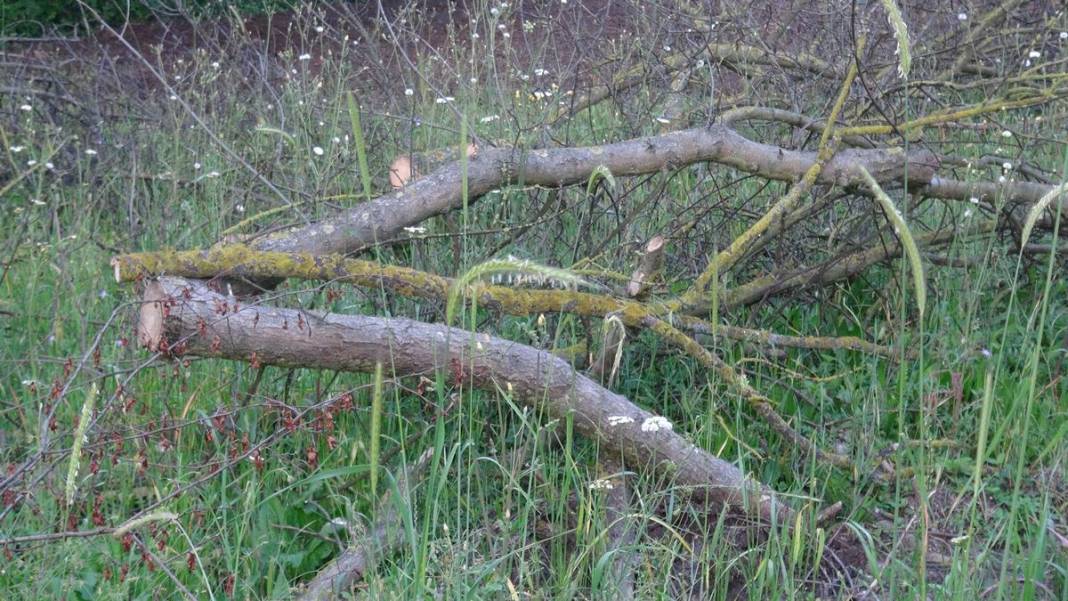 150 yıllık çınar ağaçlarını öyle bir paraya satmak için çaldılar ki pes! Bu kadar vicdansızlık olmaz... 9